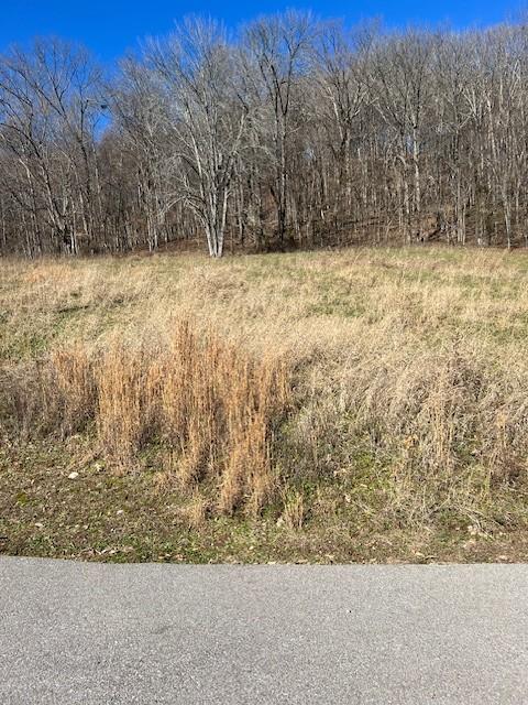 view of local wilderness