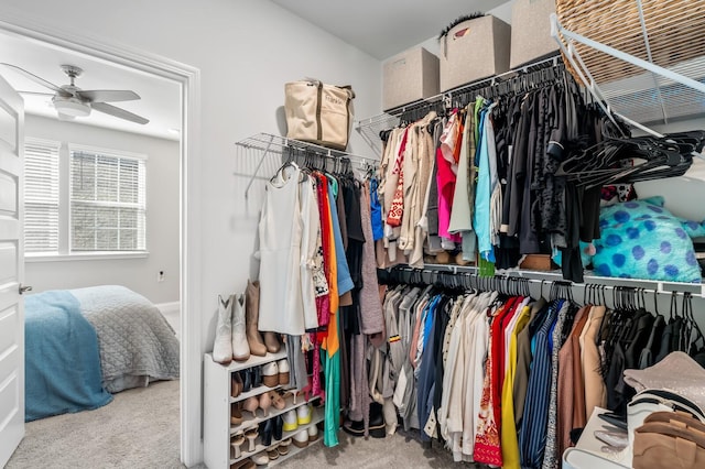 spacious closet featuring ceiling fan and carpet flooring