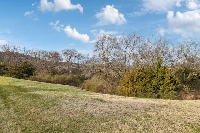 view of local wilderness