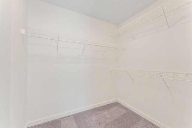 walk in closet with carpet floors