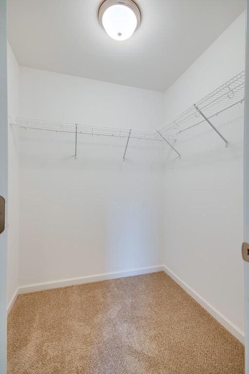 walk in closet with carpet floors