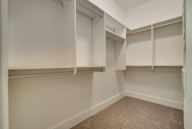 spacious closet featuring carpet flooring