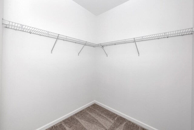 walk in closet featuring carpet floors