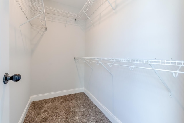 walk in closet with carpet floors