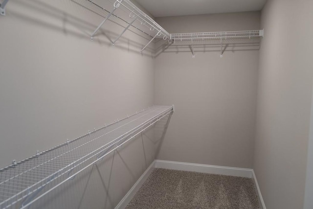 spacious closet featuring carpet