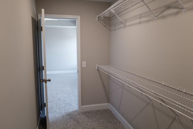 spacious closet featuring carpet