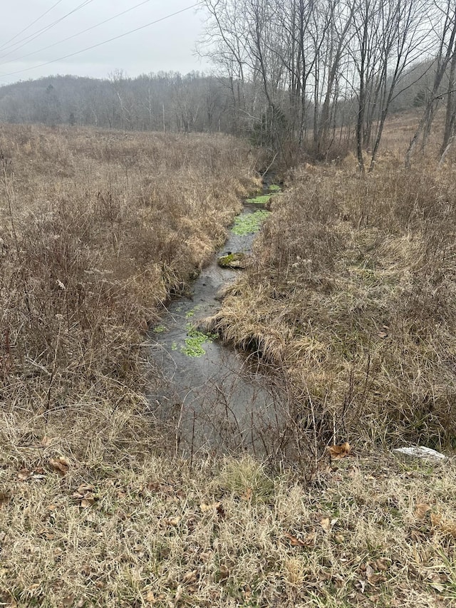 view of local wilderness