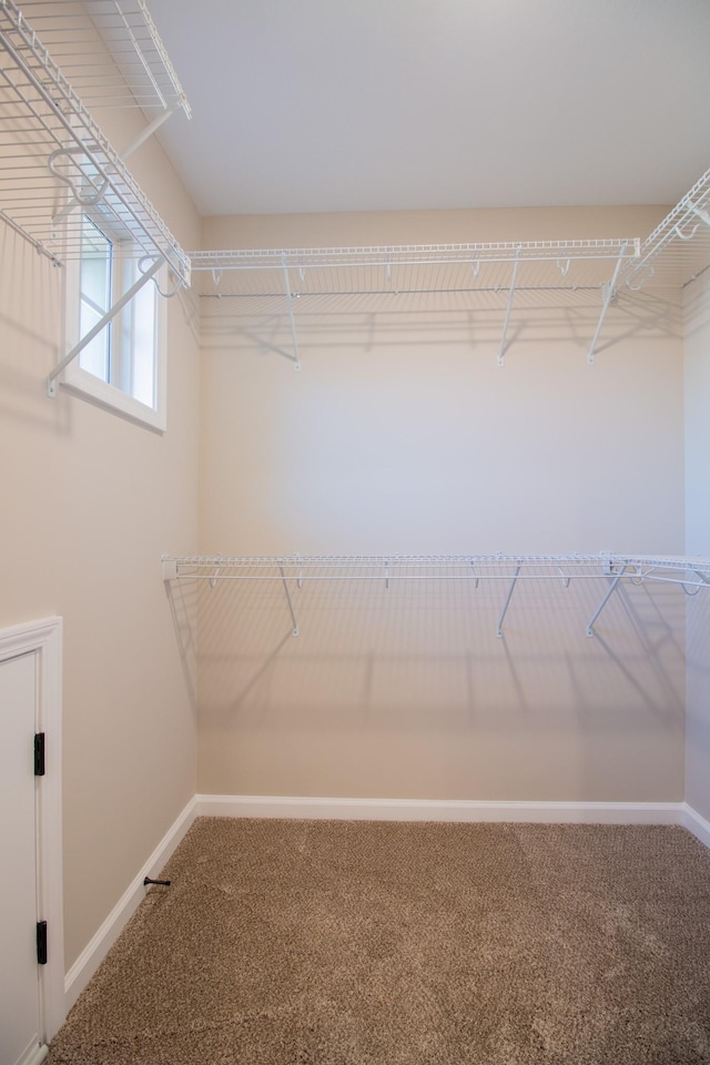 spacious closet featuring carpet flooring