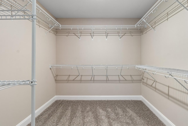 spacious closet featuring carpet