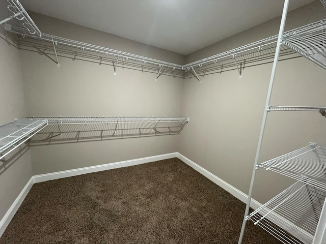 walk in closet featuring carpet floors