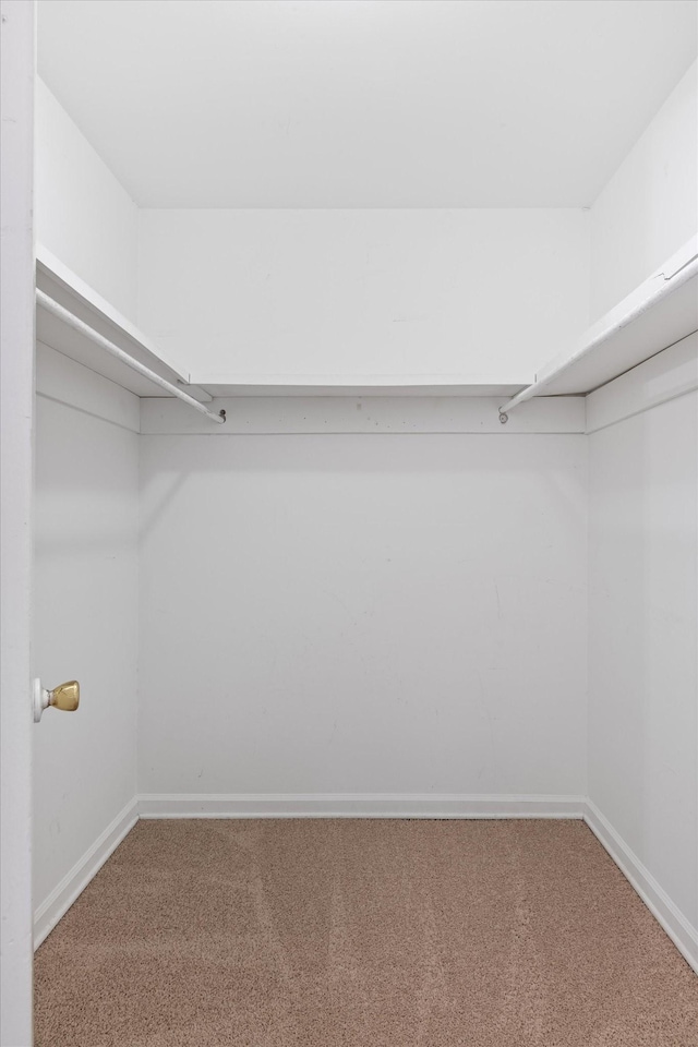 walk in closet with carpet flooring