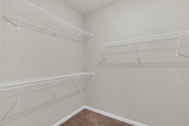 spacious closet featuring carpet flooring