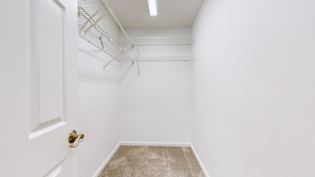 spacious closet featuring carpet floors