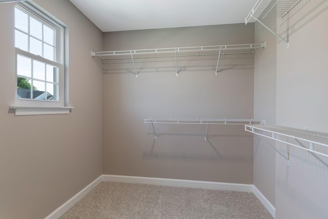 spacious closet featuring carpet floors