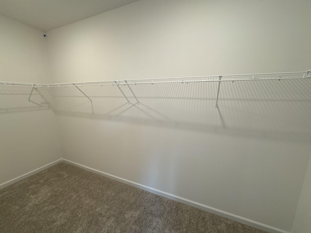 walk in closet featuring carpet floors