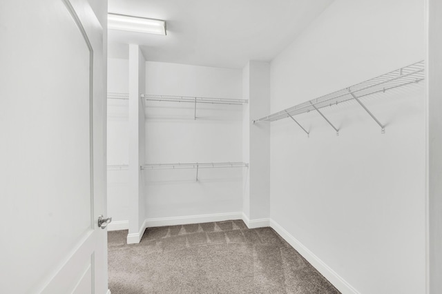 walk in closet featuring carpet floors