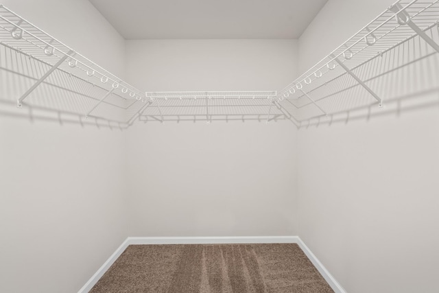 walk in closet with carpet flooring