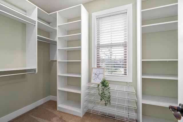 walk in closet with carpet flooring