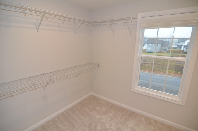 walk in closet with carpet flooring