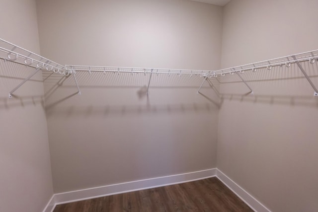 spacious closet featuring dark hardwood / wood-style flooring