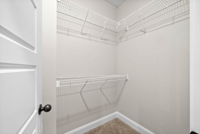 walk in closet featuring carpet flooring