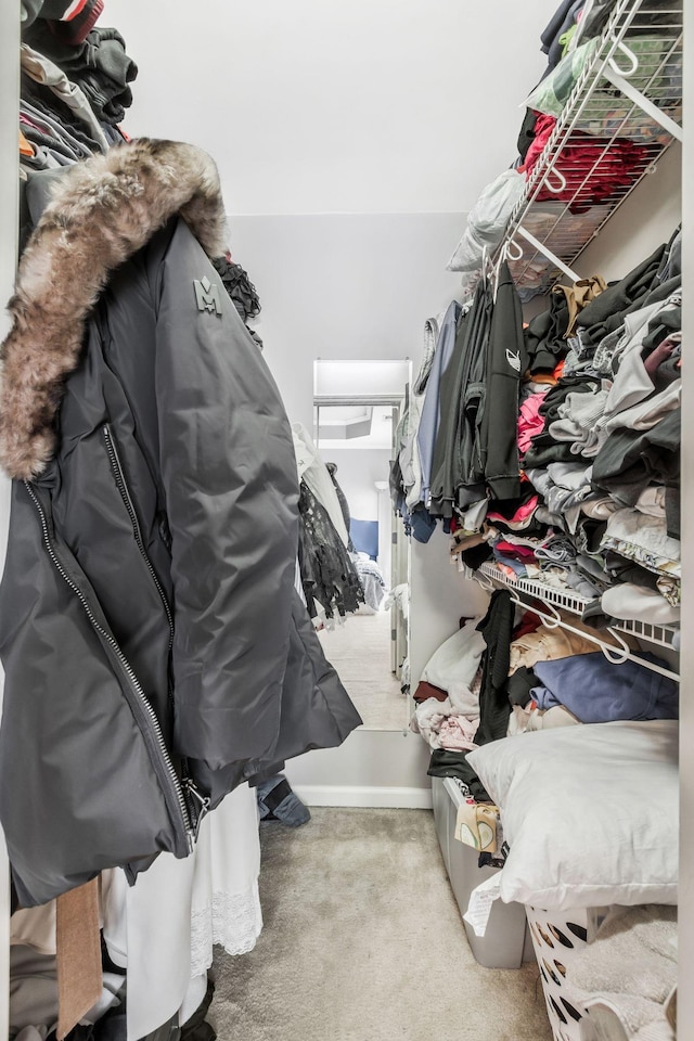 spacious closet featuring carpet