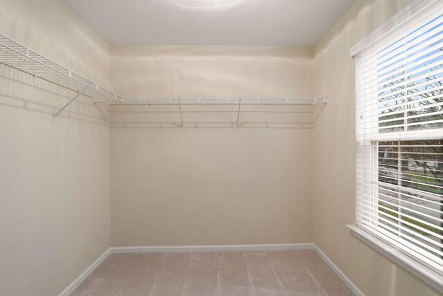 spacious closet with carpet