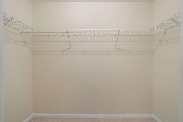 spacious closet featuring carpet