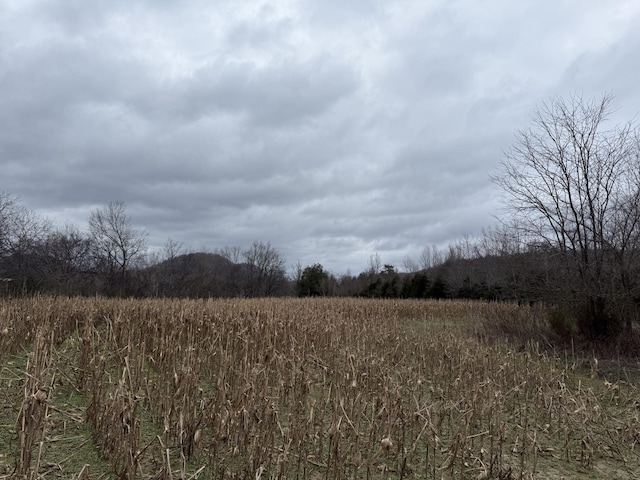 view of local wilderness