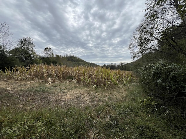 view of local wilderness