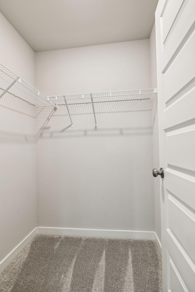 walk in closet with carpet floors