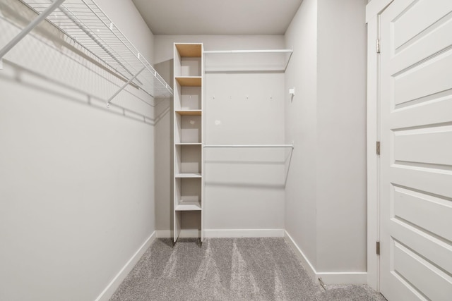 spacious closet featuring carpet