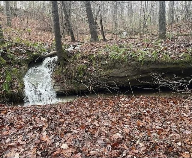 view of local wilderness