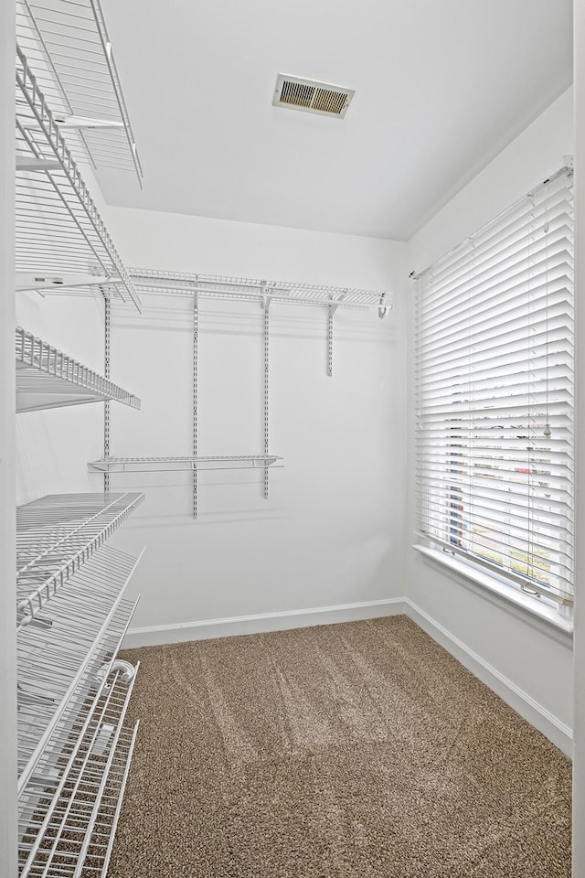 spacious closet featuring carpet flooring