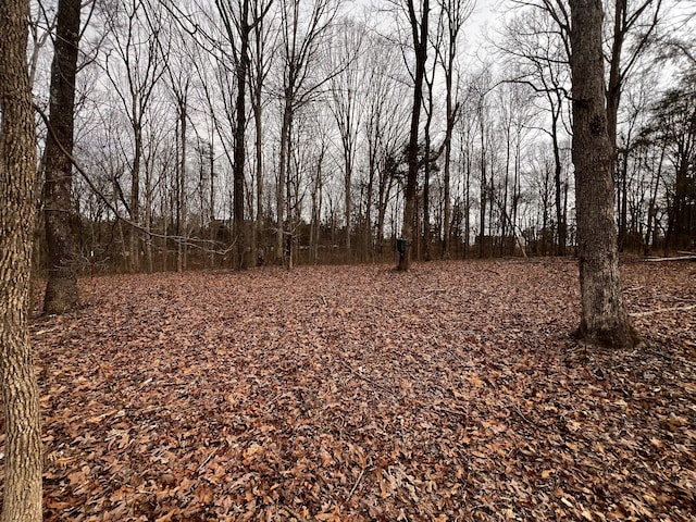 view of local wilderness