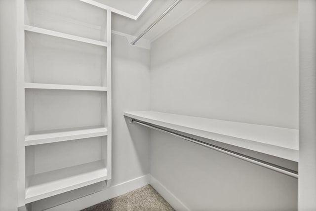 spacious closet featuring carpet flooring