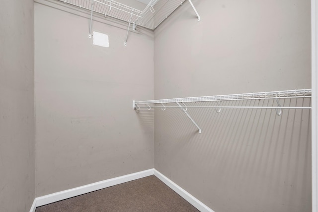 walk in closet featuring carpet flooring