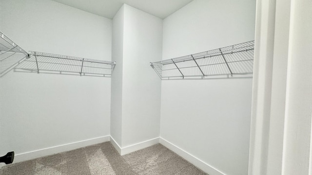 walk in closet with carpet floors