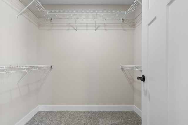 spacious closet featuring carpet