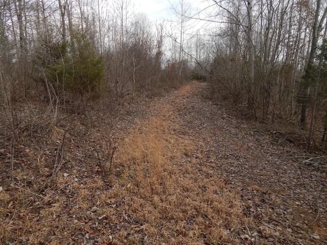 view of local wilderness