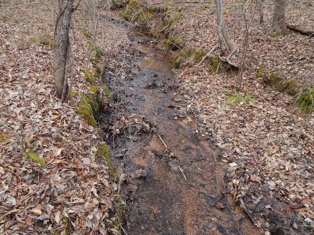 view of local wilderness