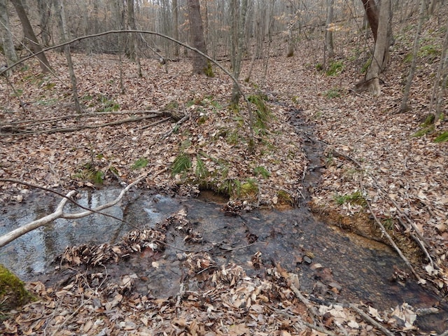 view of local wilderness