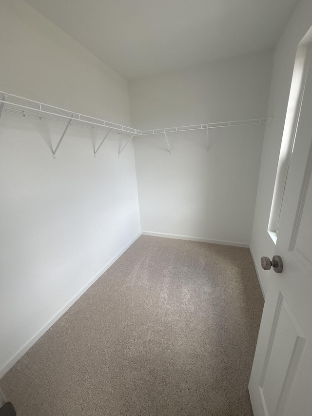 spacious closet with carpet