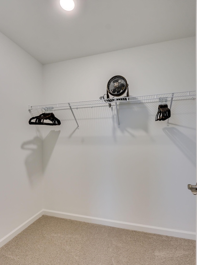 spacious closet featuring carpet floors