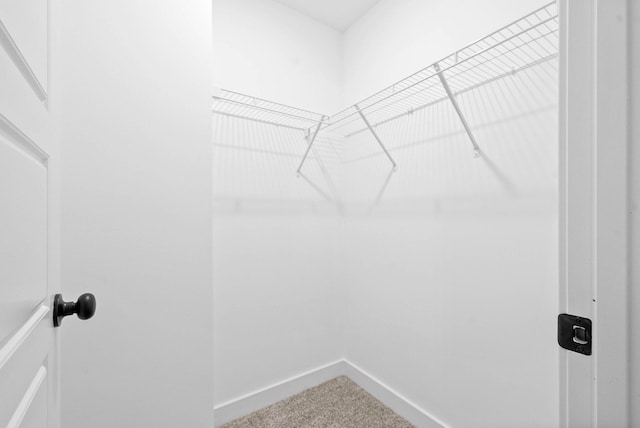 spacious closet featuring carpet flooring