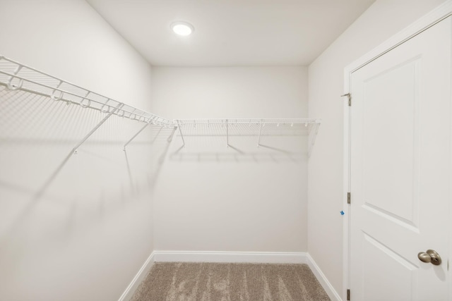 walk in closet featuring carpet flooring