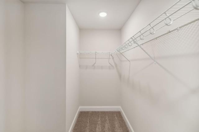 spacious closet featuring carpet flooring