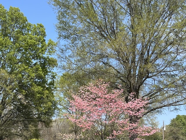 view of local wilderness