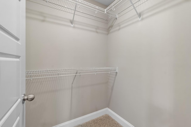 spacious closet featuring carpet floors