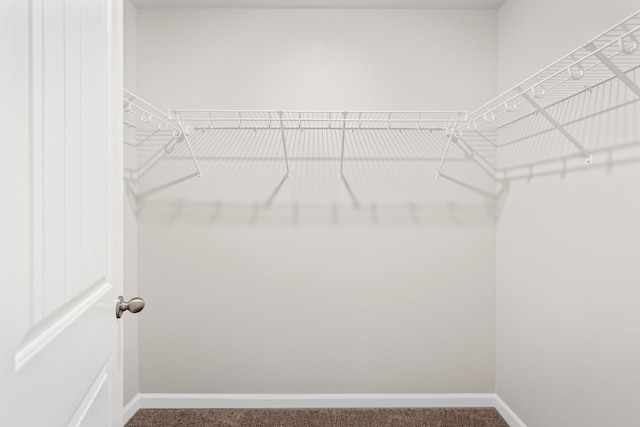 spacious closet with carpet flooring